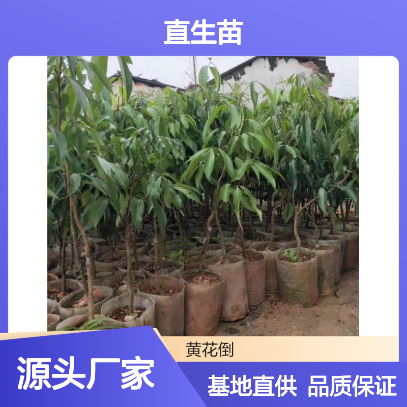 基地直供仙进奉荔枝直生苗 多年生根系发达 成活高规格齐全