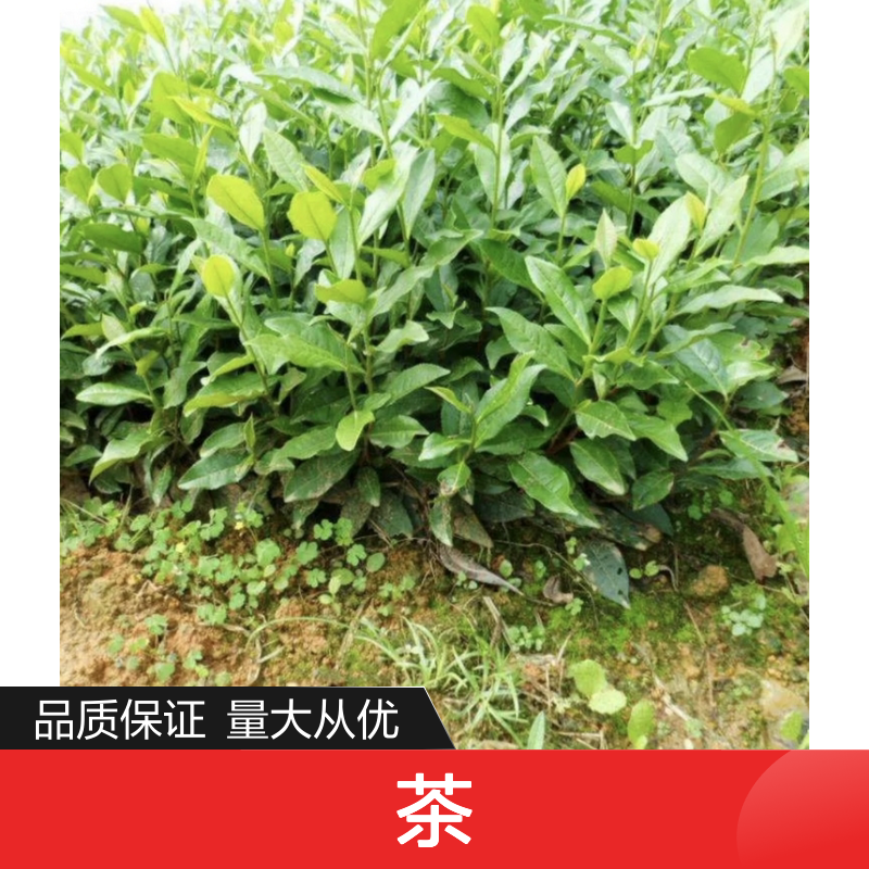 产地一手货源中茶108茶杯苗 品种齐全质量保证根系发达种植好管理