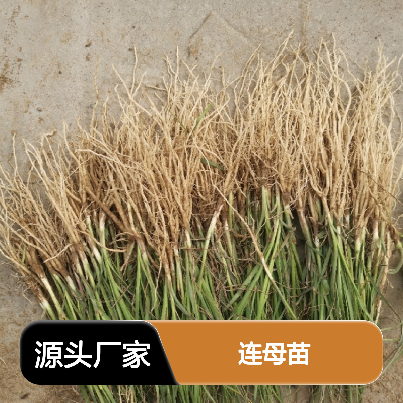 精选连母苗 排水良好沙土种植佳品 生长迅速 产量丰富
