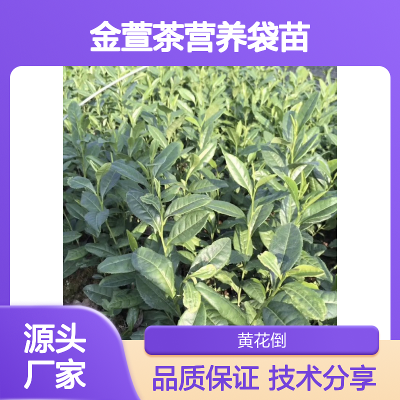 基地直供金萱茶营养袋苗 苗圃产地直供品质保证种植技术分享
