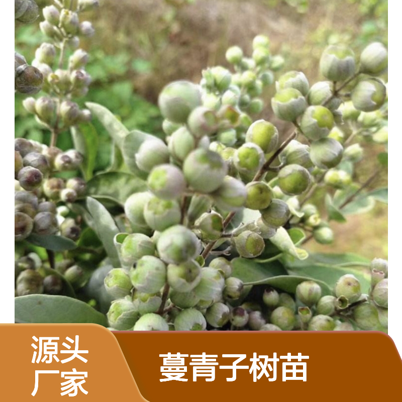 蔓青子树苗基地 专业培育 药效优良 产量稳定 适应性强