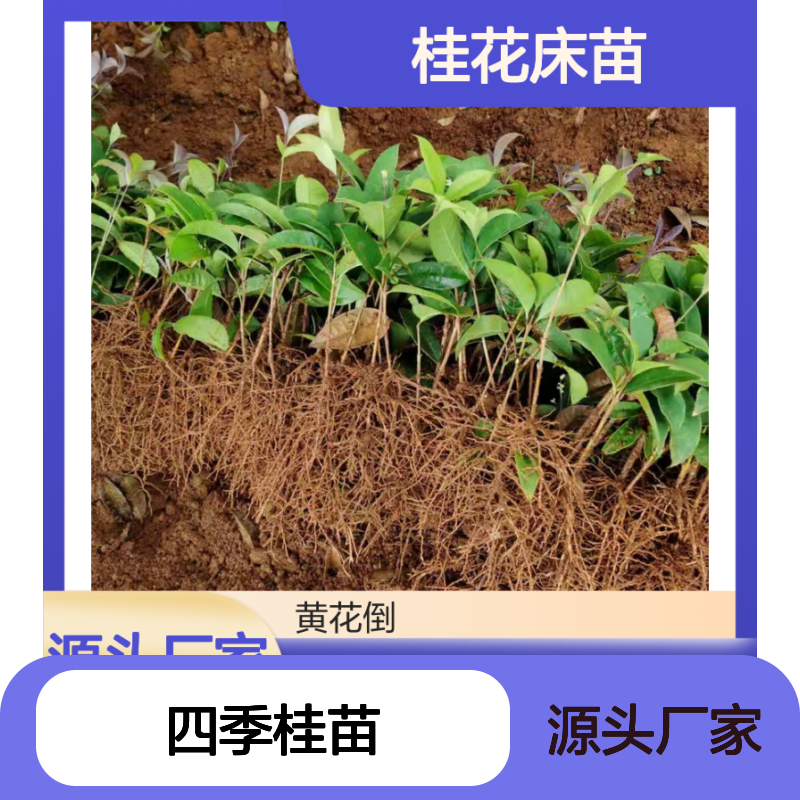 桂花床苗基地 四季桂苗 阳台栽培优选 生长旺盛