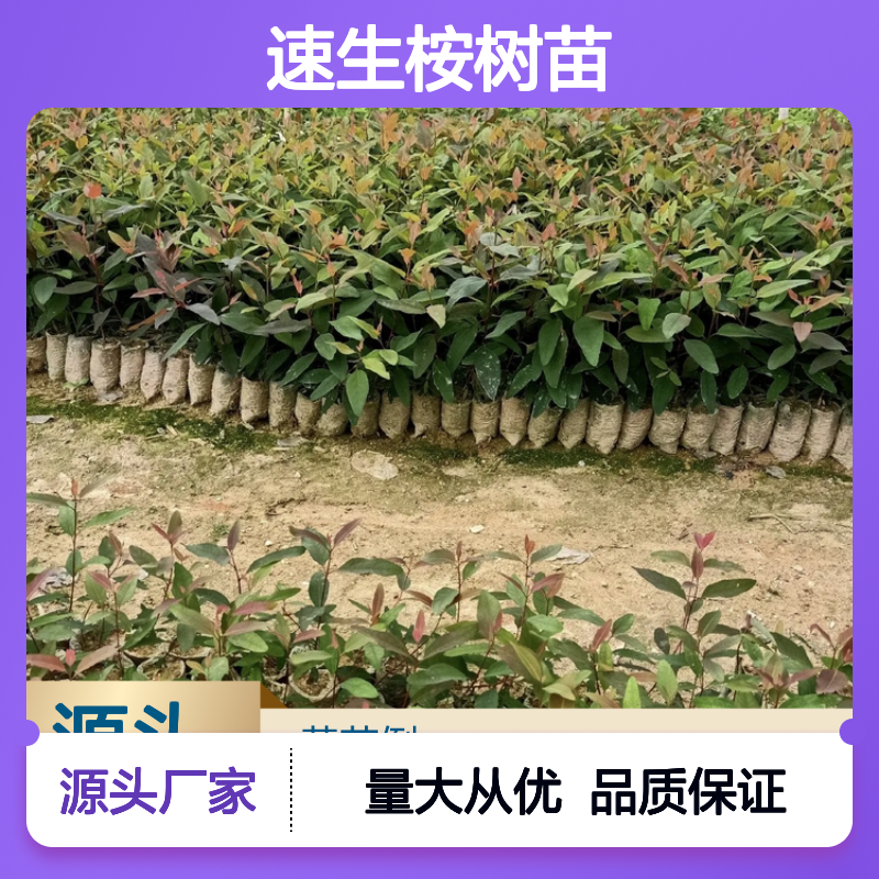 速生桉树苗 耐寒耐旱 种植简单 抗风力强 园林优选
