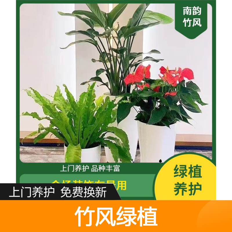 南韵竹风绿植租摆 承接绿化工程 品种多样 成活率高