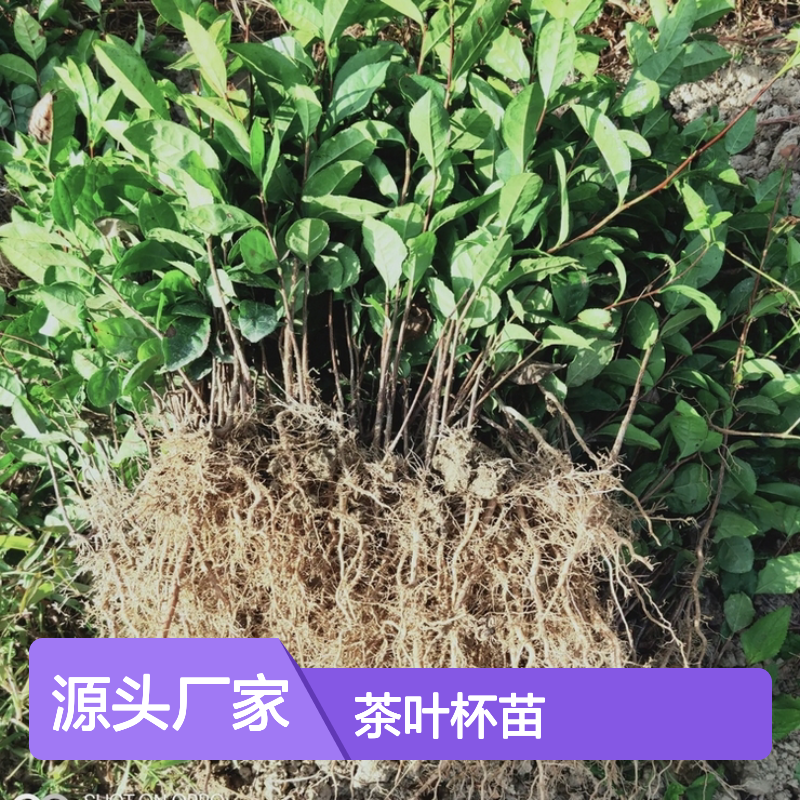 茶叶杯苗 园林优选 免费技术 现货充足 批量采购