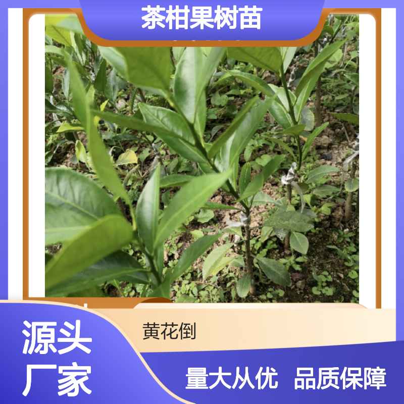 茶柑果树苗 自然树型 园艺精选 土壤改良 科学施肥