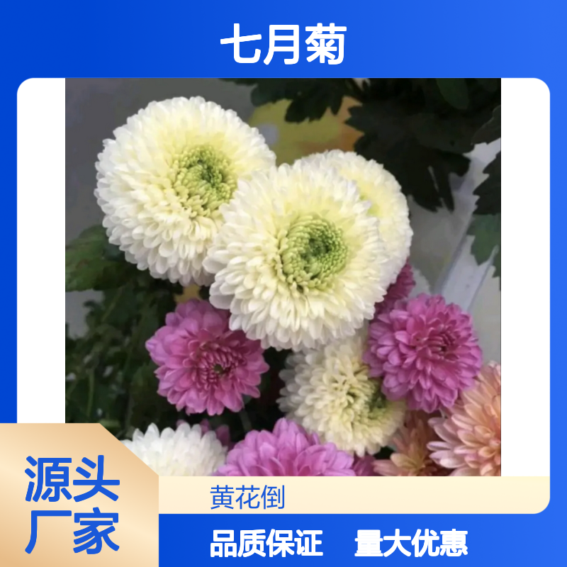 七月菊种苗 批发种植 园艺优选 催芽率高 管理方便