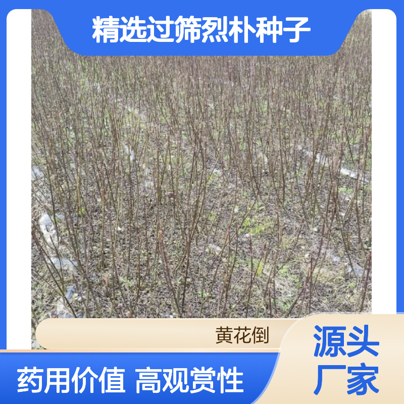 精选过筛烈朴种子 药用绿化兼用 基地直供 技术指导