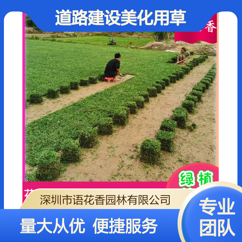 混播草坪品种 果岭草与黑麦草混合 无杂草 道路美化专用草