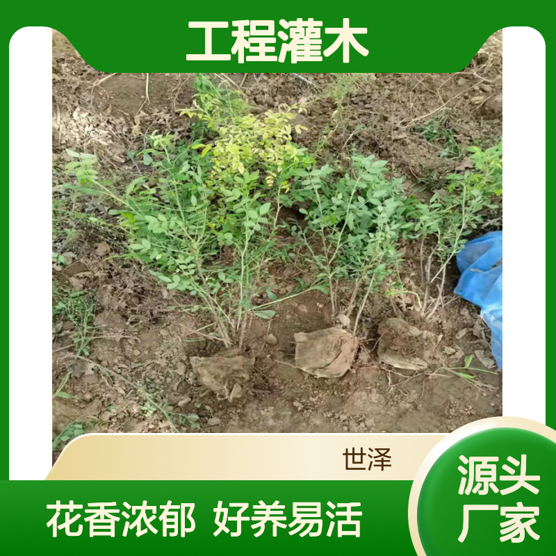 四季玫瑰 绿篱优选 好养易活 花香四溢 园林绿化 工程灌木