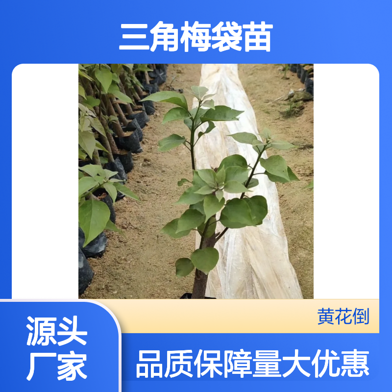 三角梅袋苗 百亩种植园直供 生长迅速 花色丰富