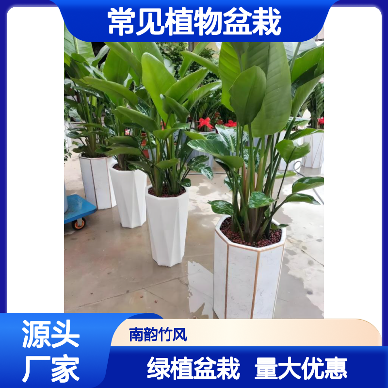 鹤望兰 天堂鸟绿植盆景 常见植物盆栽供应 四季常青 南韵竹风