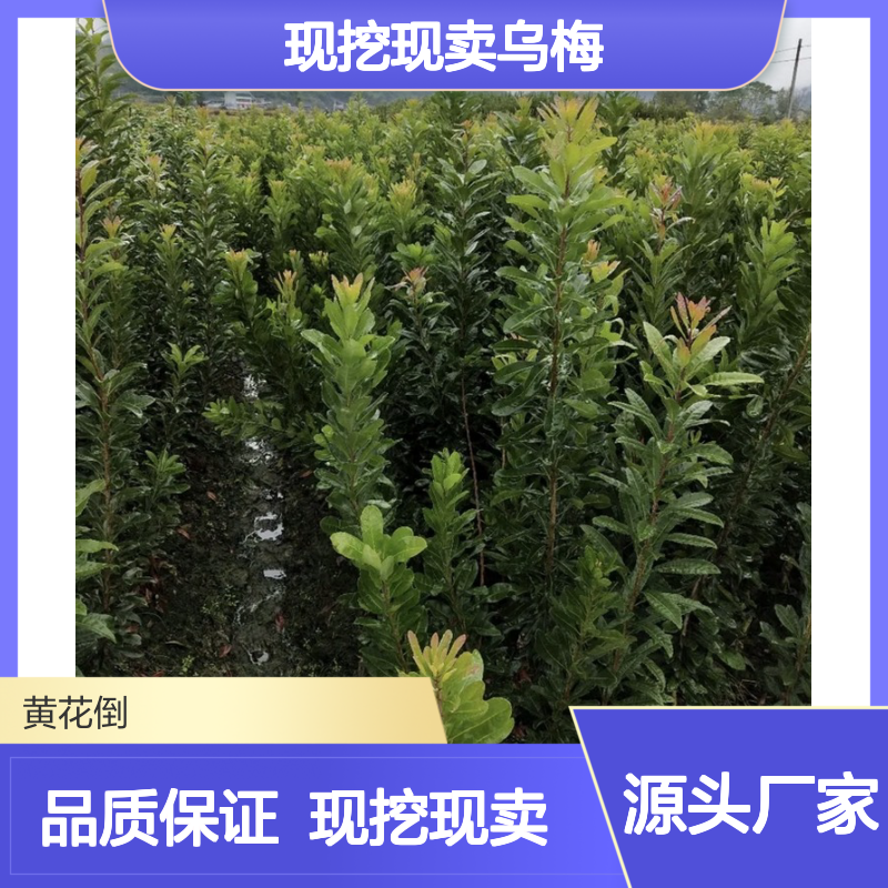 现挖现卖乌梅直生树苗 苗圃产地直供品质保证种植技术分享