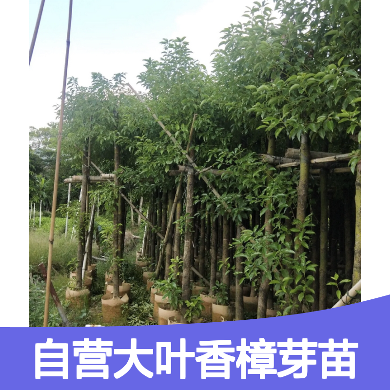 苗木合作社自营大叶香樟芽苗 基地直发种植技术指导