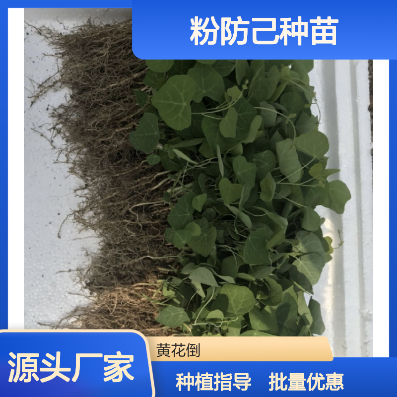 粉防己种苗 种植主产区直供 品质优良 生长旺盛