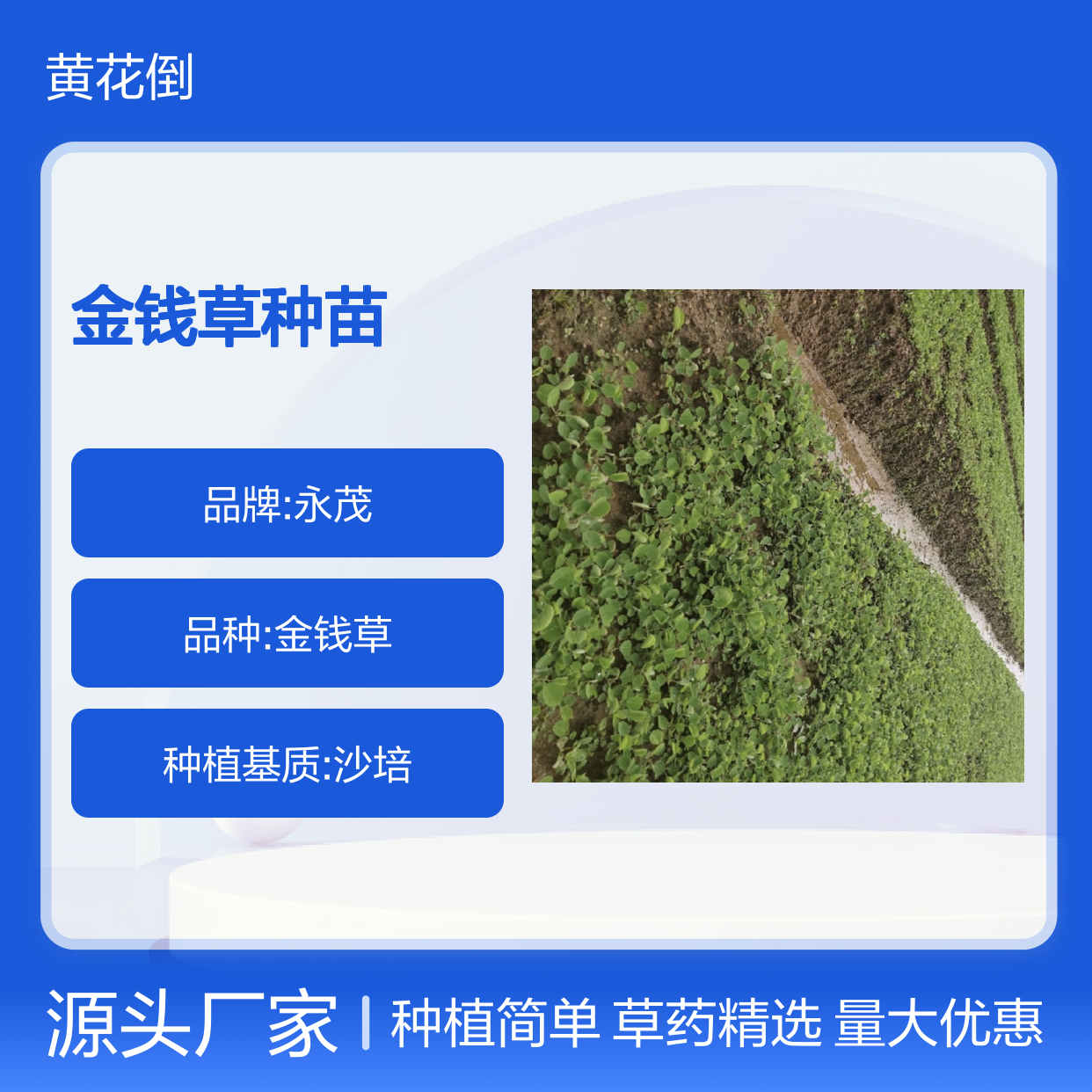 金钱草种苗 基地直供 草药植物 净化空气 适应性强
