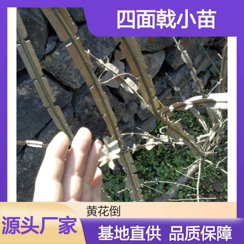 四面戟小苗 园林优选品种 生长迅速 易于养护 观赏性强