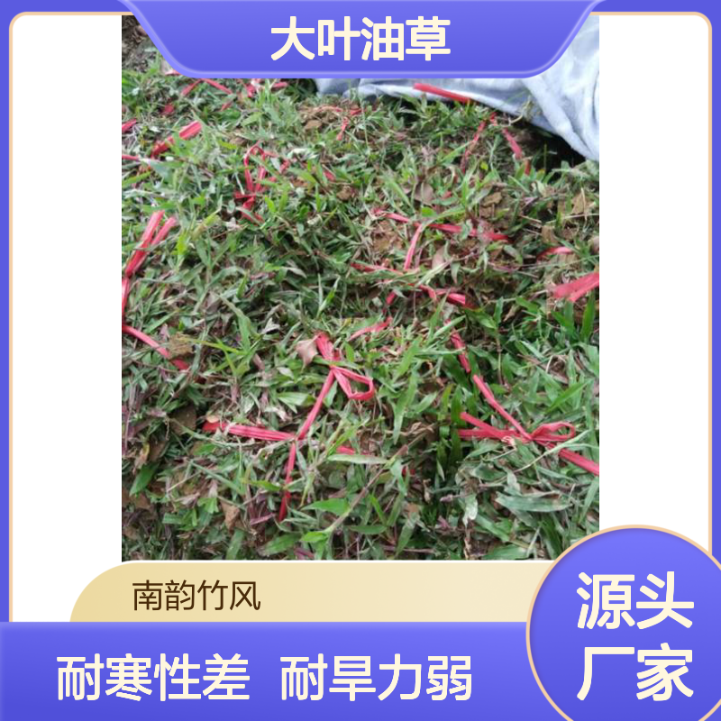 大叶油草 热带亚热带适用 草坪植物 再生力高 抗病虫强