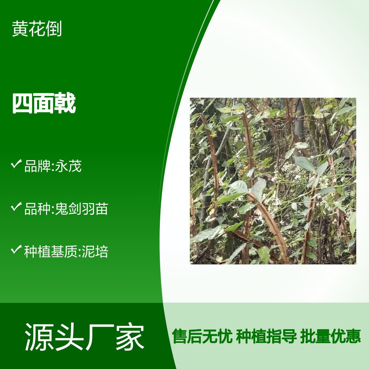 精选四面戟种苗 批发优选 生长迅速 易于养护 冠幅浓密