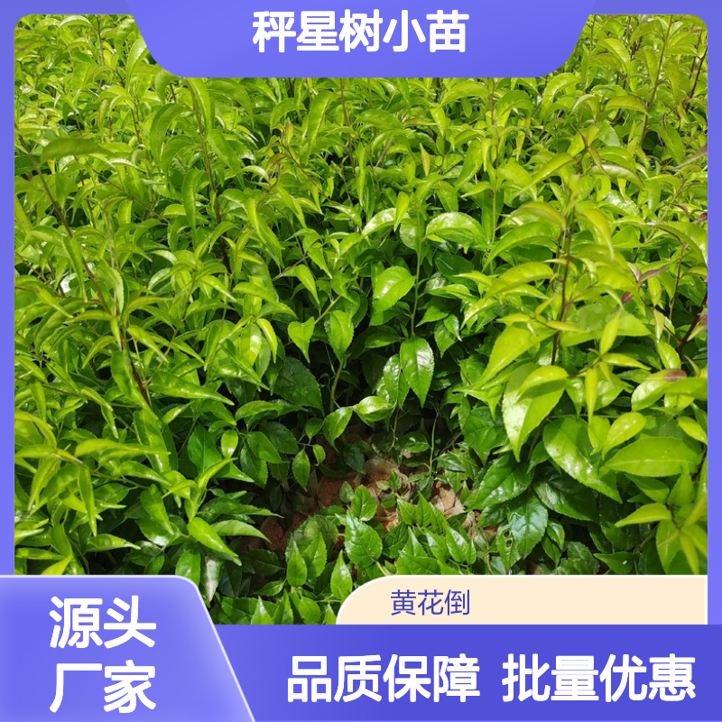 秤星树小苗 百亩种植园直供 品质优良 生长旺盛