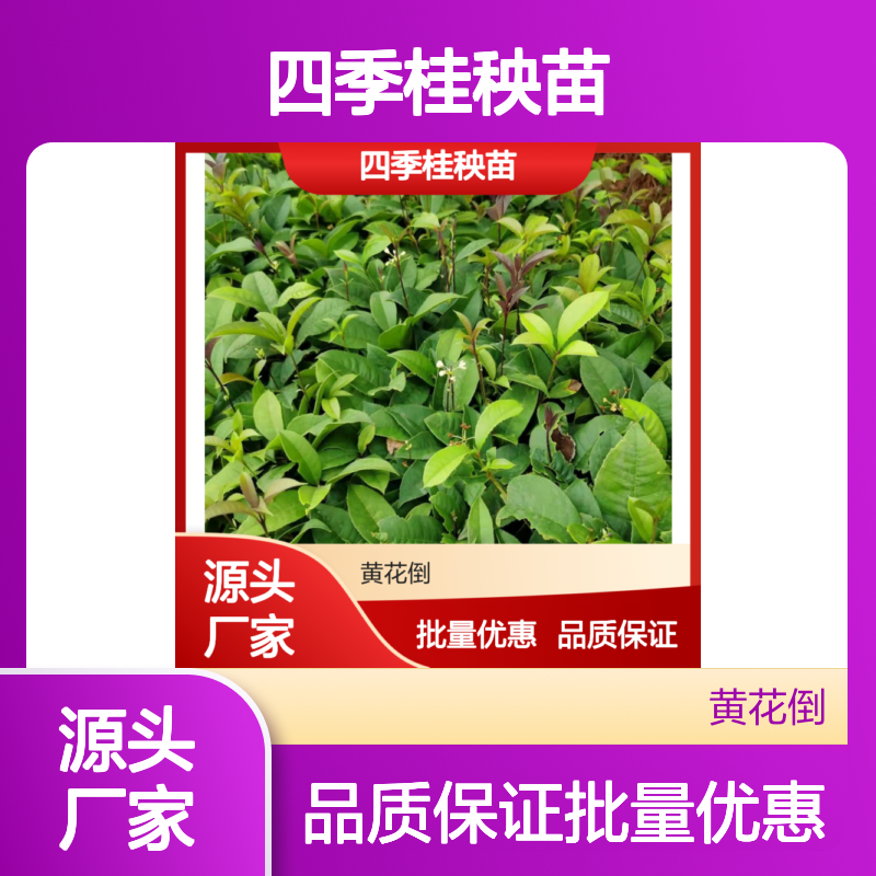 四季桂秧苗 阳台栽培优选 耐寒耐旱 基地直供 生长旺盛