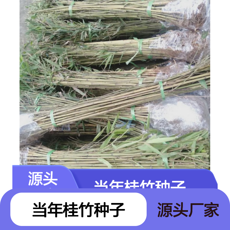 新采收当年桂竹种子 产地直发 种植指导 品质保证