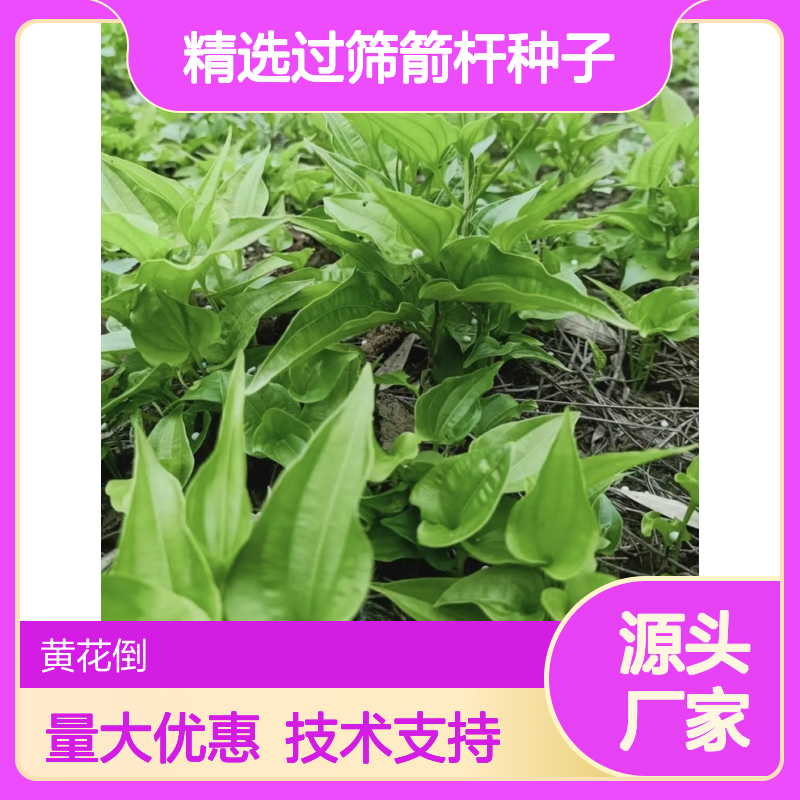 精选过筛箭杆种子 基地供货技术指导支持 成活率高