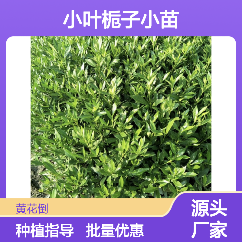 小叶栀子小苗 批发基地直供 品质优良 生长旺盛
