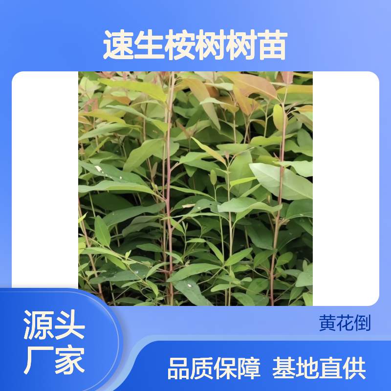 速生桉树树苗 种植基地直供 耐寒耐旱 抗风力强