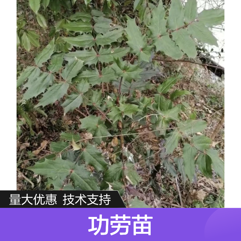 农户直供细叶十大功劳苗 扦插易活 抗寒性强 栽培简单