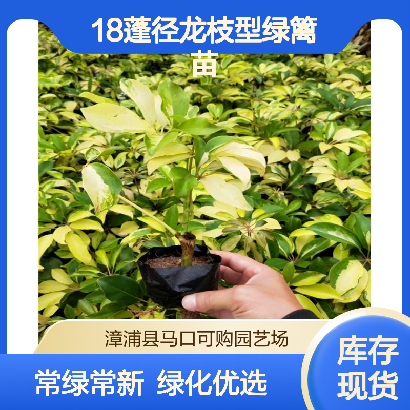 可购品牌澳洲鸭脚木 18蓬径龙枝型绿篱苗 常绿常色叶苗 城市绿化优选