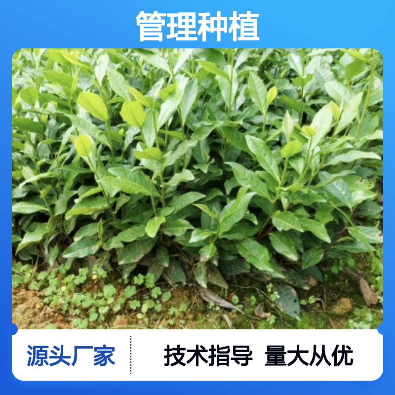 苗木合作社自营 鸭屎香茶小杯苗供应 种植技术