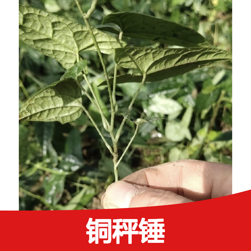 当年新收铜秤锤种子 基地直供 技术指导免费 全程服务
