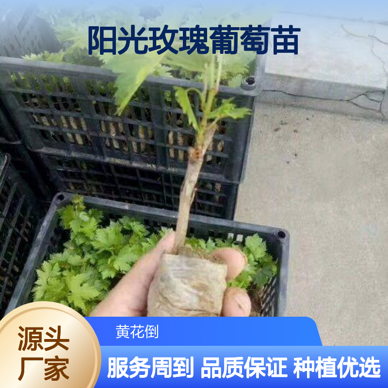 阳光玫瑰葡萄苗 优质嫁接苗 生长健壮 无病虫害