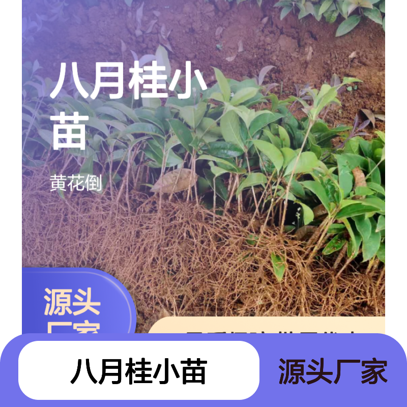 八月桂小苗 基地直供 批发优选 成活率高 四季常绿