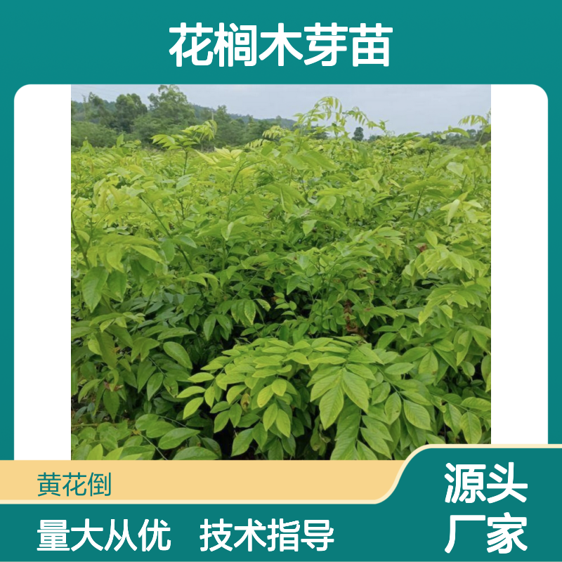 农户直供花榈木芽苗 附带管理种植技术 品质优良