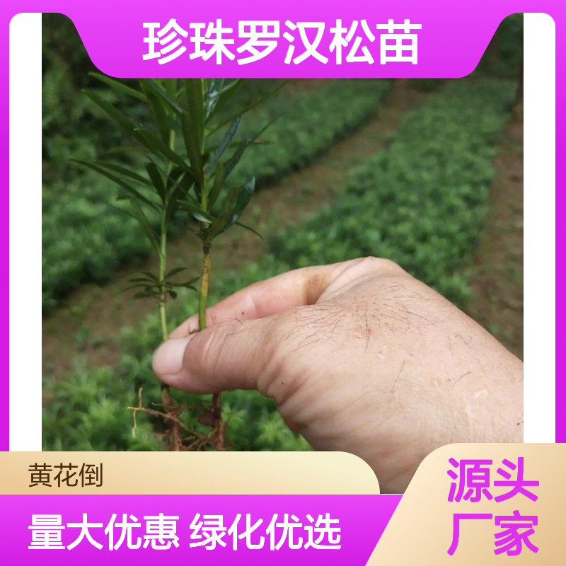 珍珠罗汉松苗 庭院绿化优选 神韵清雅 易于加工
