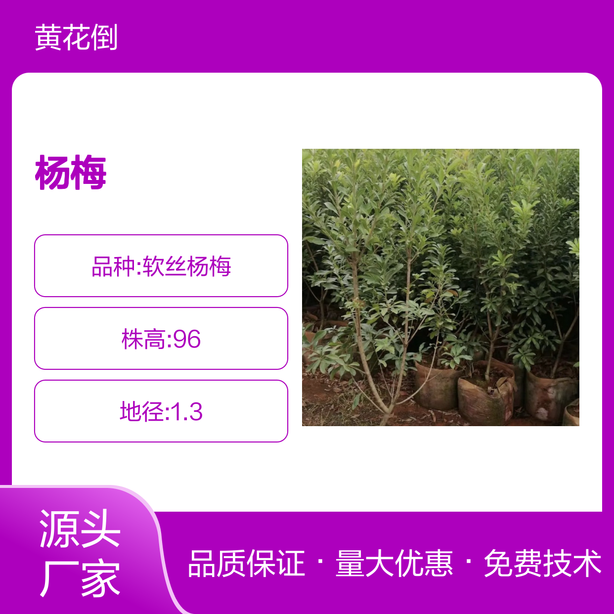 杨梅直生苗产地直发 栽培管理技术指导 品质优良