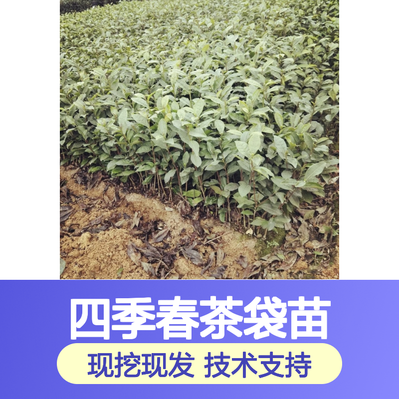 四季春茶袋苗 现起现发 种植技术免费指导 品质保证