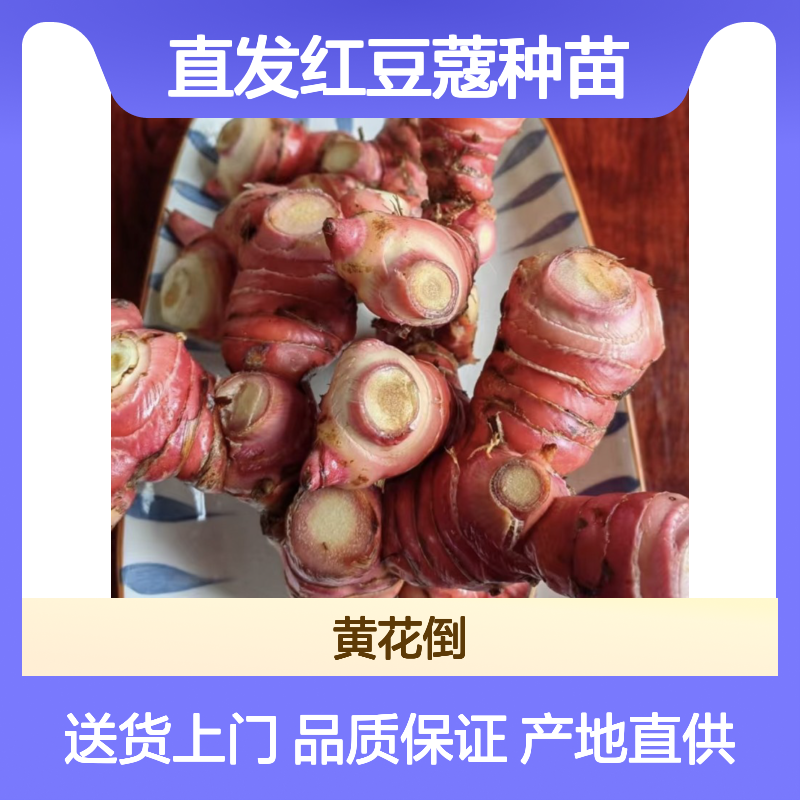 产地直发红豆蔻种苗 购买数量达到要求全国专线车直达送货