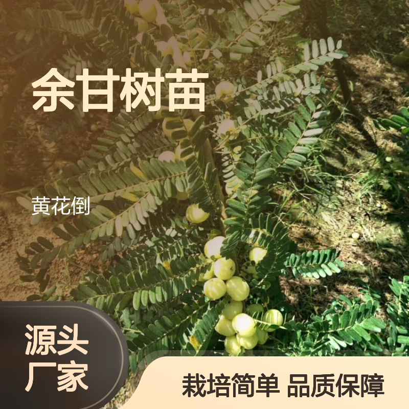 余甘树苗 嫁接优良品种 实生苗管理 适应性强 高产栽培