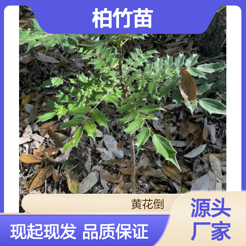 现起现发土柏竹苗 苗圃产地直供品质保证种植技术分享