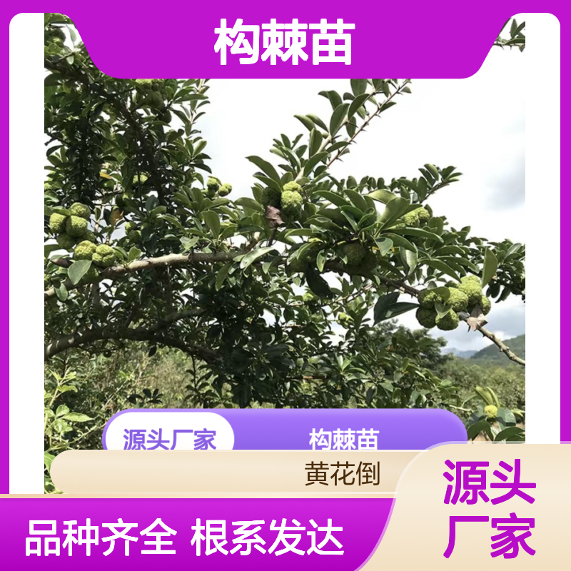 产地批发构棘苗 品种齐全质量保证根系发达种植好管理