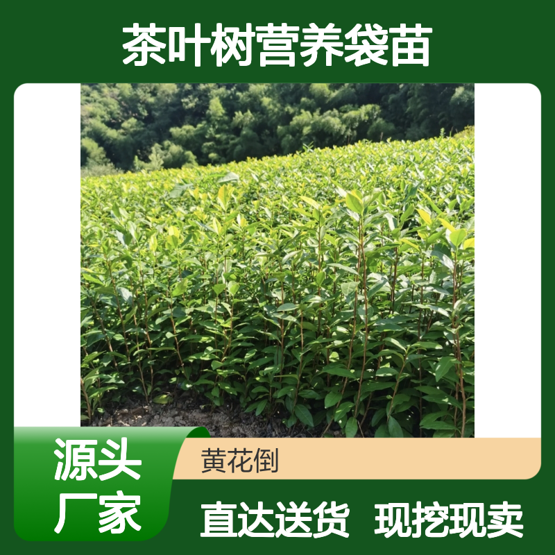 现挖现卖茶叶树营养袋苗 购买数量达到要求全国专线车直达送货