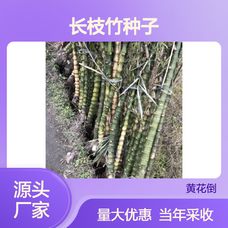 当年采收长枝竹种子 苗木合作社自营免费技术指导