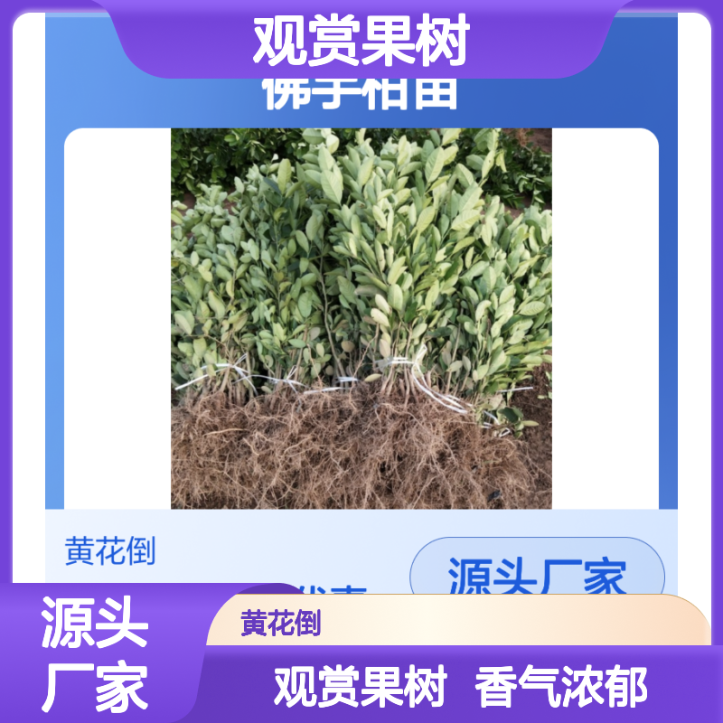 佛手柑苗 观赏果树 优质批发 生长旺盛 适应性强