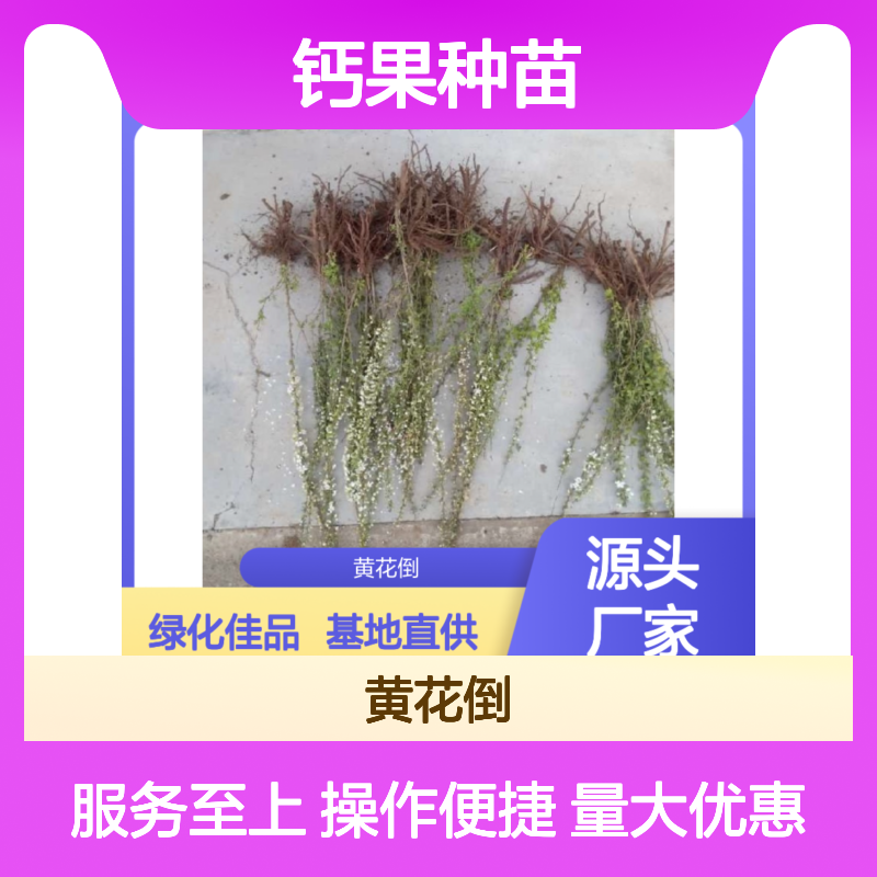 苗木合作社自营 钙果种苗 高成活率 绿化佳品 栽培简单