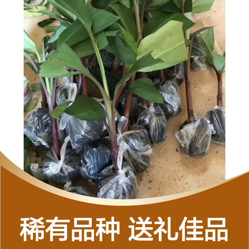 红蕉树苗基地直供 美观耐储特殊兰花香 肉质细腻