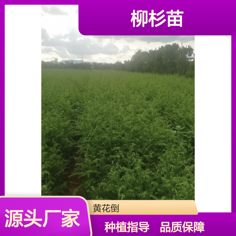 柳杉苗批发 园林常绿乔木优选 生长迅速 适应性强