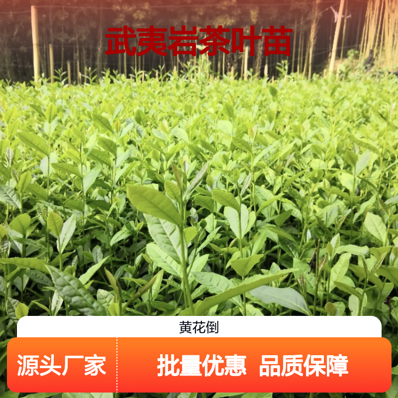 武夷岩茶叶苗批发 基地直供茶苗 品质优良 种植专业